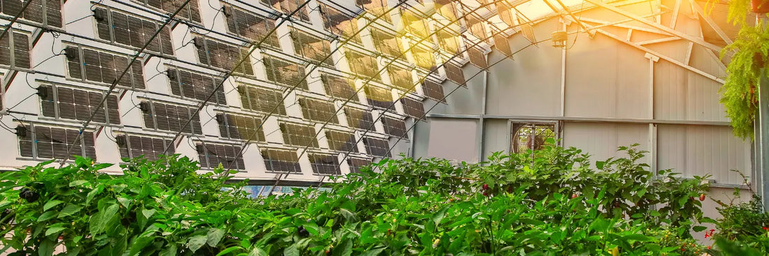 Was ist der Treibhauseffekt und warum sind kleine Unternehmen wichtig, um CO₂-Emissionen zu senken?